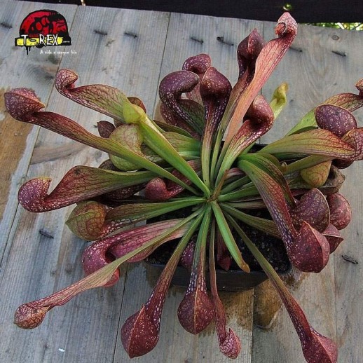 comprar planta carnivora sarracenia psittacina