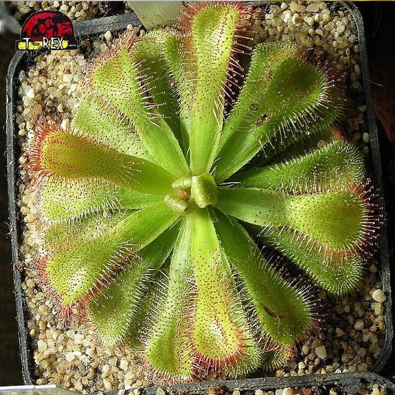 comprar planta carnivorra drosera slacki
