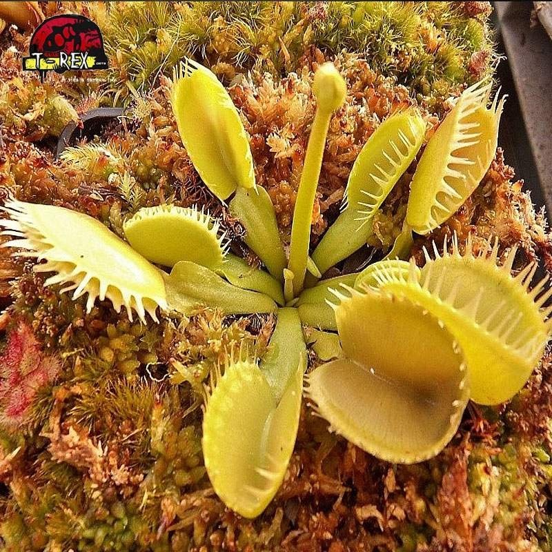 comprar planta carnivora dioneia triton