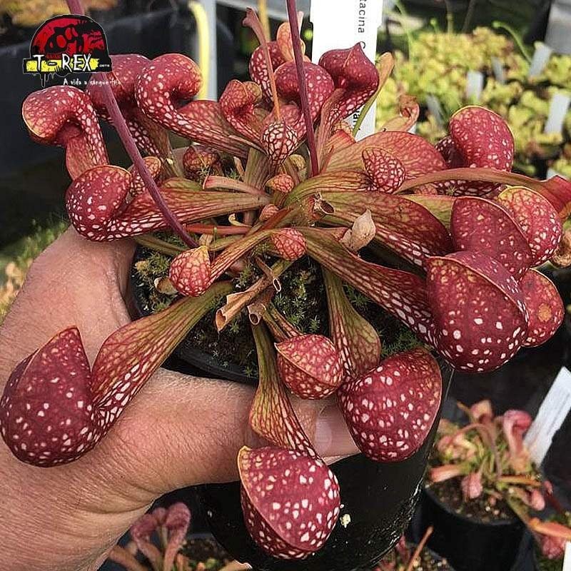 comprar muda de planta carnivora sarracenia psitacinna