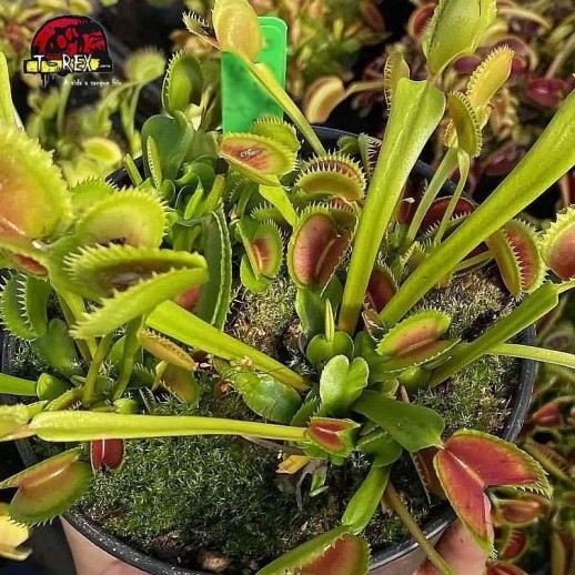 comprar planta carnivora dioneia green shark