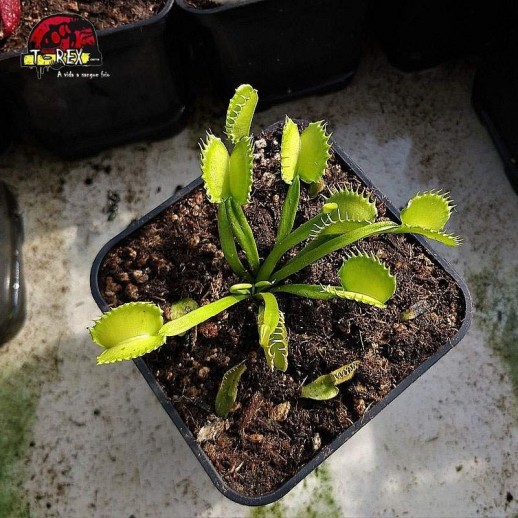 comprar planta carnivora dioneia  werewolf