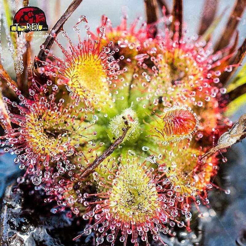 comprar planta carnivora drosera burmanni hong kong