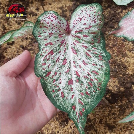 comprar muda de caladium