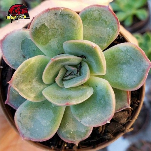 comprar suculenta echeveria hibrida pulidonis