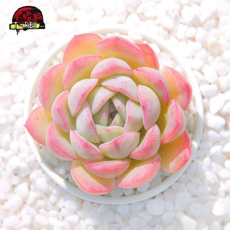 comprar suculenta rara