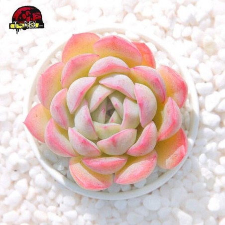 comprar suculenta rara