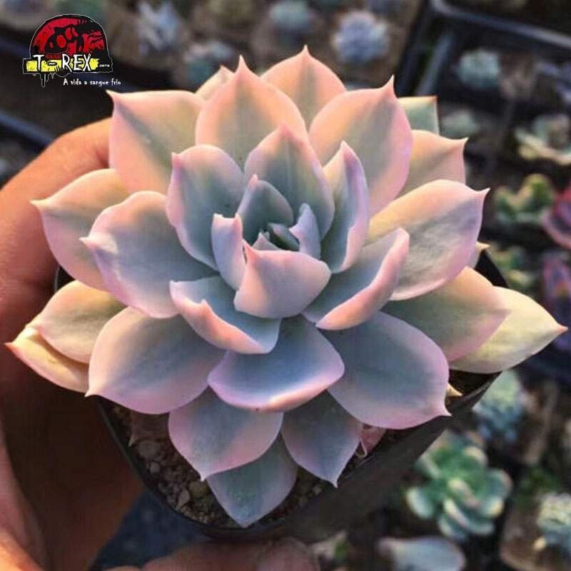 muda de suculenta raridade