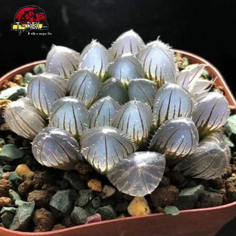 Muda de Planta Suculenta Importada Haworthia - Beleza Internacional ...