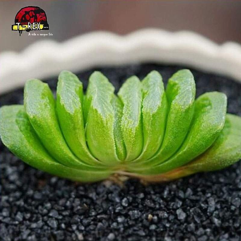 Muda de Planta Suculenta Rara Big Schonland - Beleza e Elegância em um ...