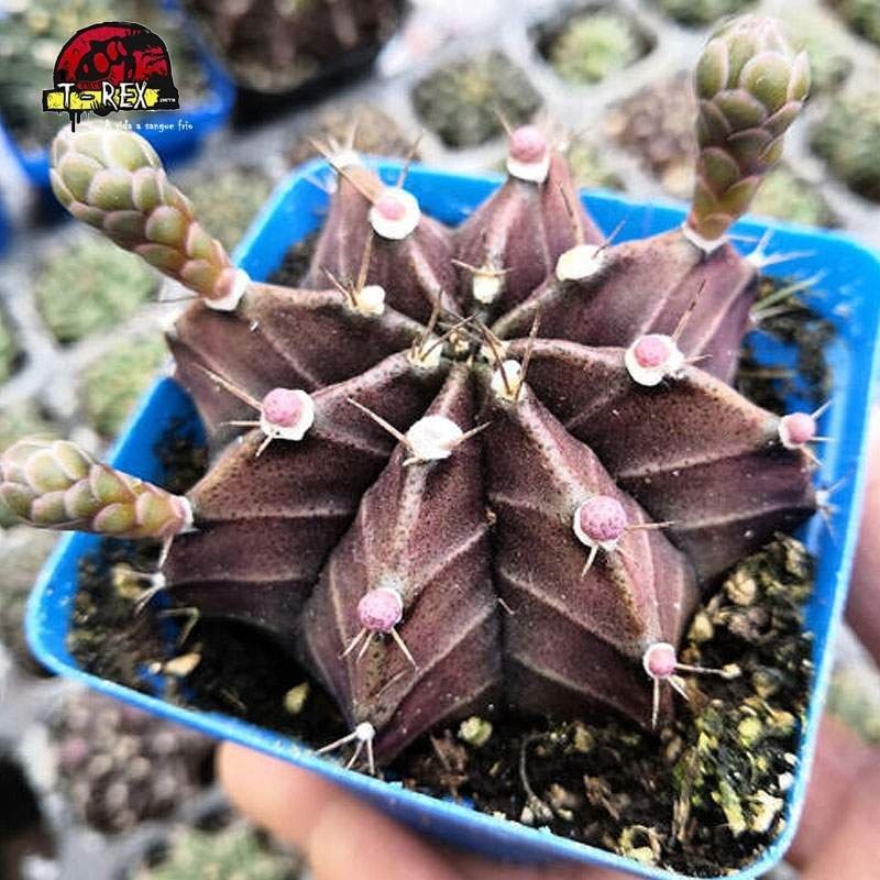 Muda de Suculenta Iwarenge - Exotismo e Elegância em Uma Única Planta!