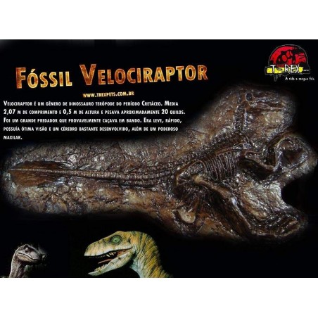 Fóssil Tyrannosaurus rex