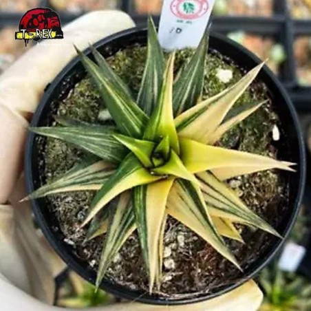 comprar muda de suculenta rara