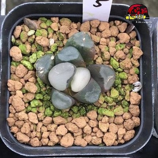 comprar muda de suculenta