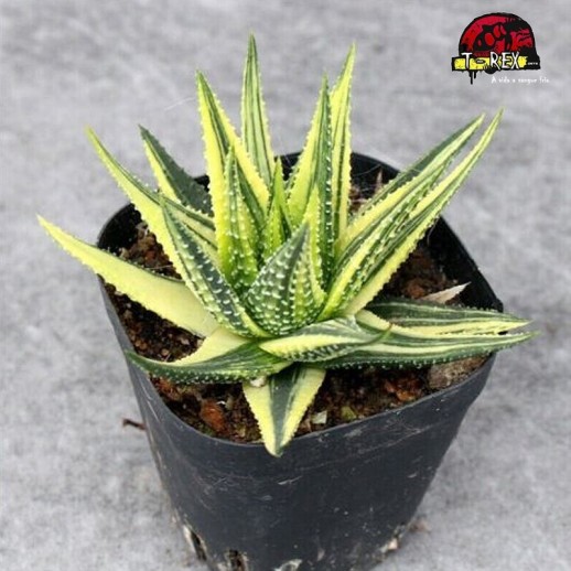 comprar suculenta rara