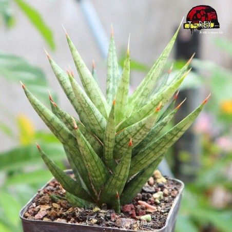 comprar suculenta rara