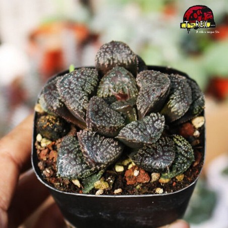 comprar suculenta rara