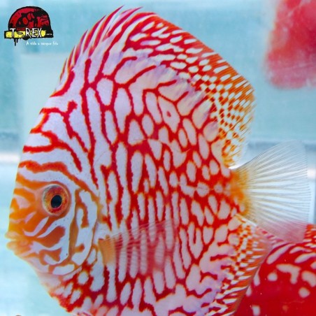 peixe colorido para aquario