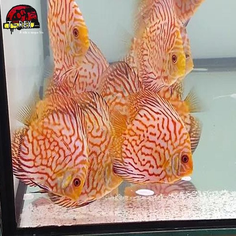 comprar peixes