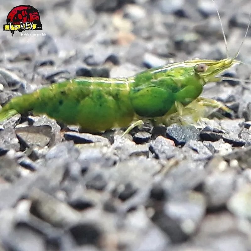 comprar camarao verde
