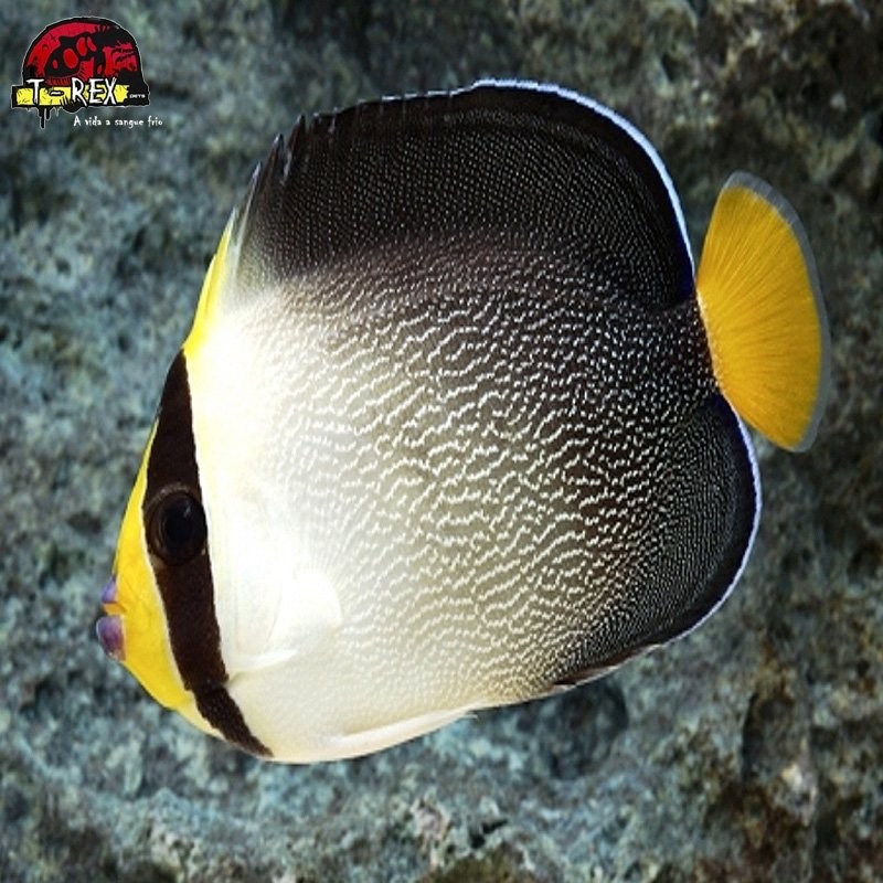 comprar peixes de água salgada
