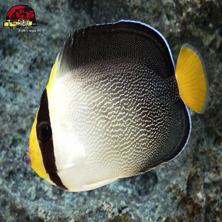 comprar peixes de água salgada