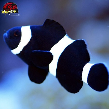 comprar peixes de água salgada
