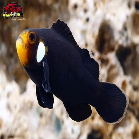 comprar peixes de água salgada