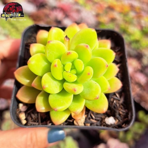 Muda De Suculenta Sedum...