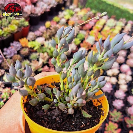 Muda De Suculenta Senecio...