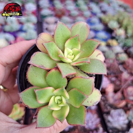 Muda De Suculenta Aeonium kiwi