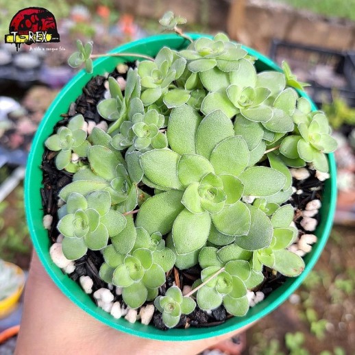 Muda De Suculenta Crassula...