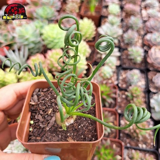 Muda De Suculenta Albulca...