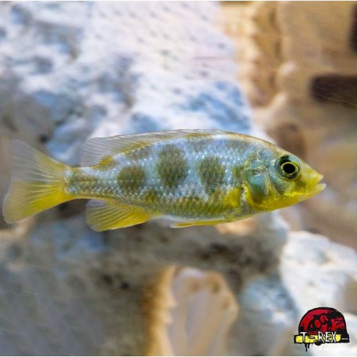 COMPRAR PEIXE  VENUSTUS