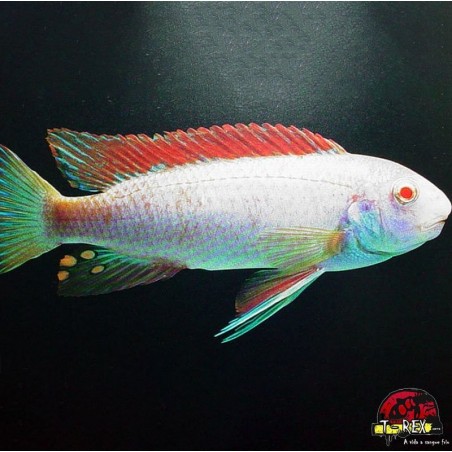 LABEOTROPHEUS TREWAVASAE RED TOP ALBINO 2 A 3 cm