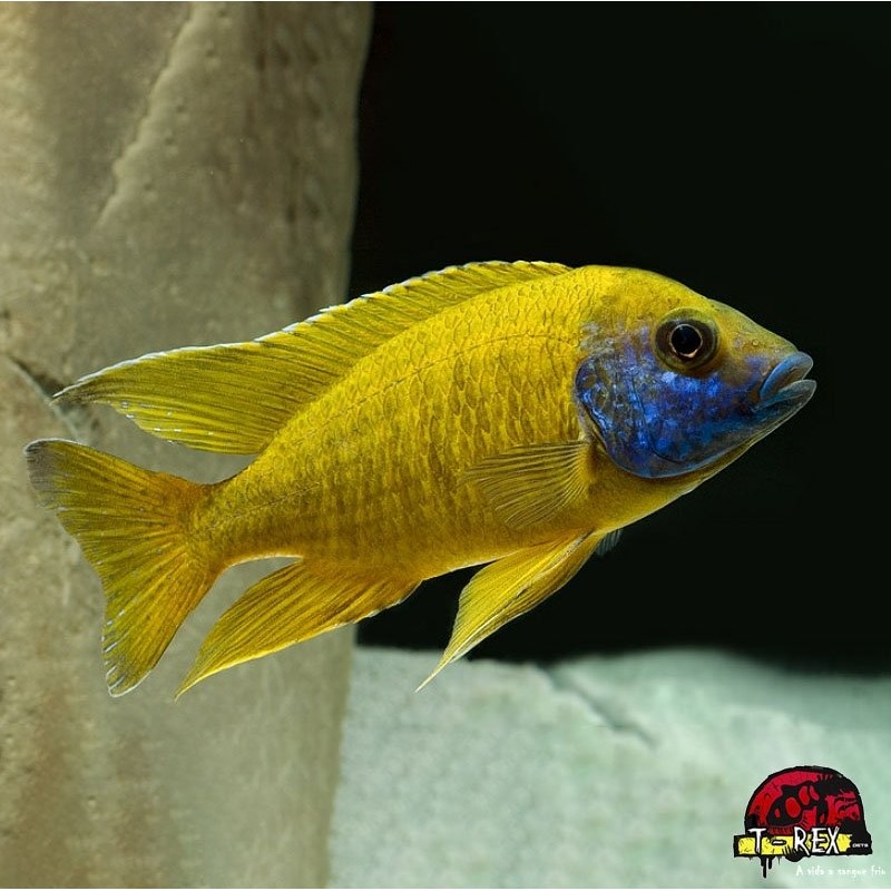 AULONOCARA MALERI AMARELO