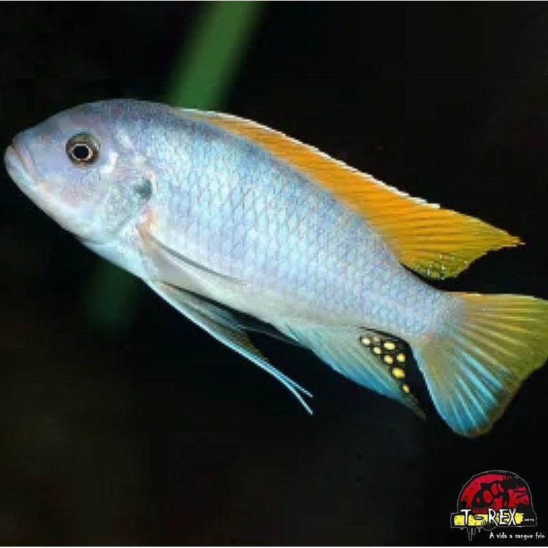 LABIDOCHROMIS LIVIDUS