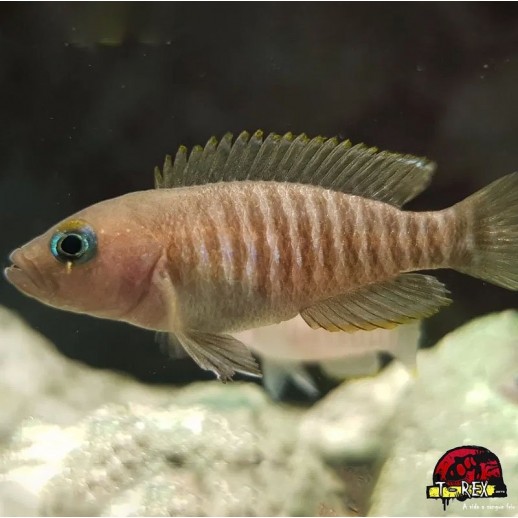 LAMPROLOGUS MULTI FASCIATUS comprar