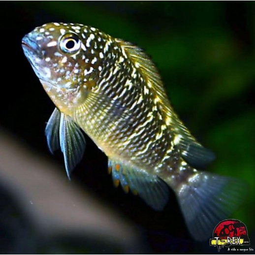 TROPHEUS MOORI MURAGO 3 A 4 cm