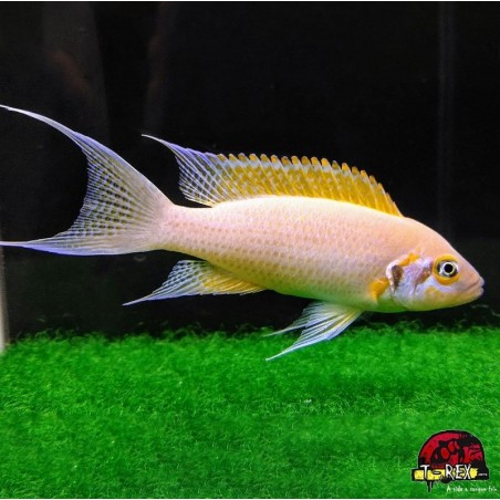 LAMPROLOGUS DAFFODIL