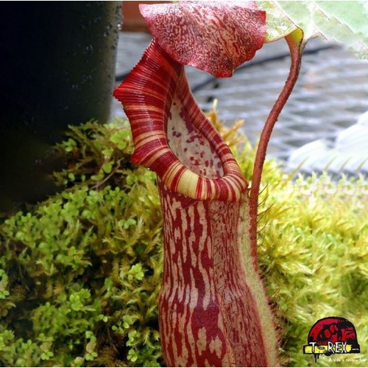 Muda Planta Carnívora...