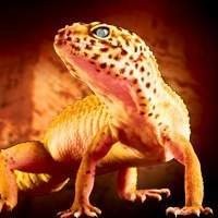 Geckos
