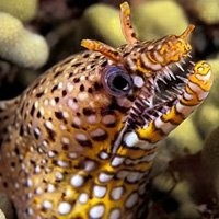 Arraias Moréias e Tubarões