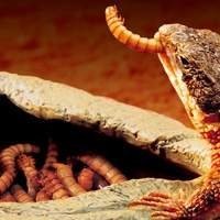 Comedouro e Bebedouro para Teiú - Os melhores produtos na T-rexpets