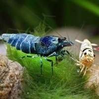 Camarão de Água Doce Caridina - Beleza e Diversidade para seu Aquário!