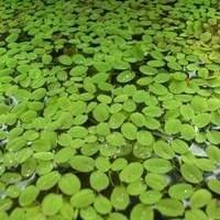 Planta Flutuante para Aquário - Elegância e Harmonia Aquática!