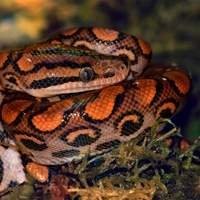 Serpentes