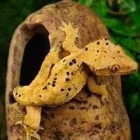 Tocas, Comedouros e Bebedouros para Répteis - Iguana, Jabuti, Pogonas