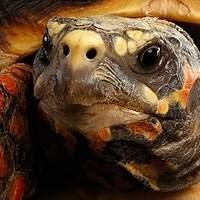 Compra de Jabuti Legalizado | Encontre o Seu na Nossa Loja de Animais Exóticos