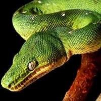 Criadouro de Répteis | Venda de Cobra Corallus caninus Legalizada